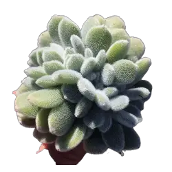 Echeveria-pulvinata-frosty | gartenbande.com