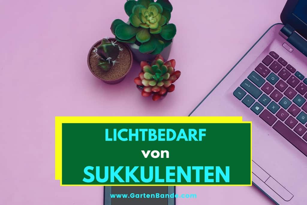 Brauchen Sukkulenten viel Licht